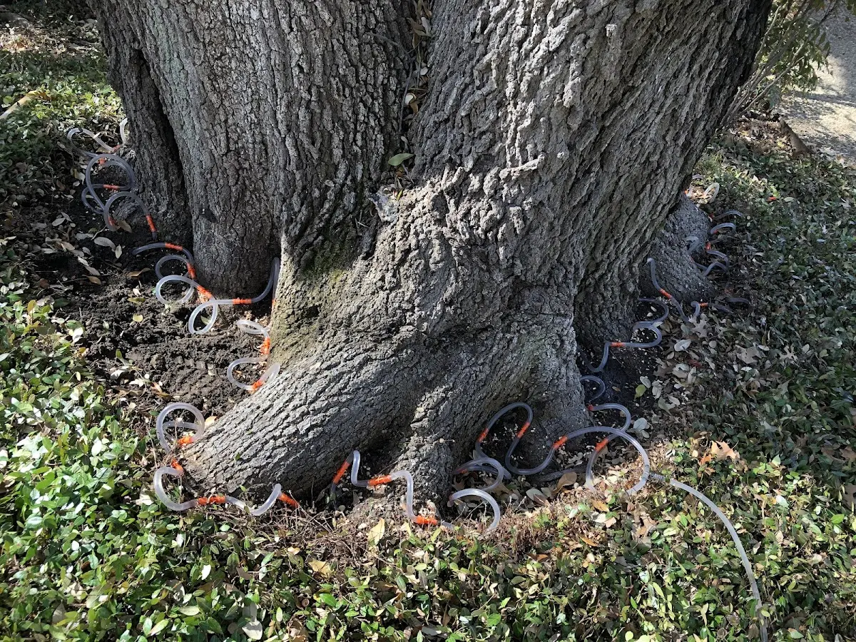 Detailed Tree Cabling and Bracing job site in Los Olivos